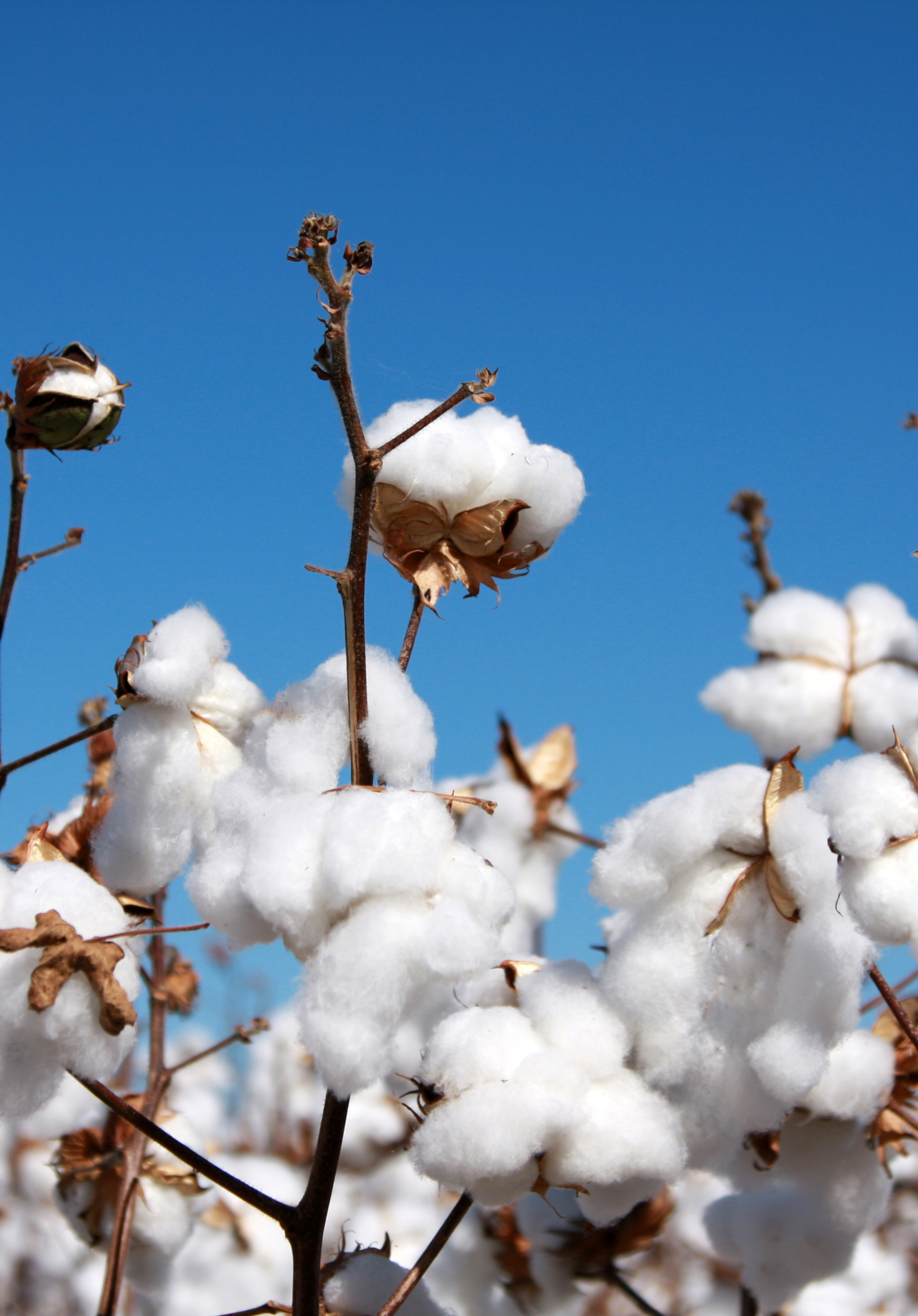 Cotton Wick